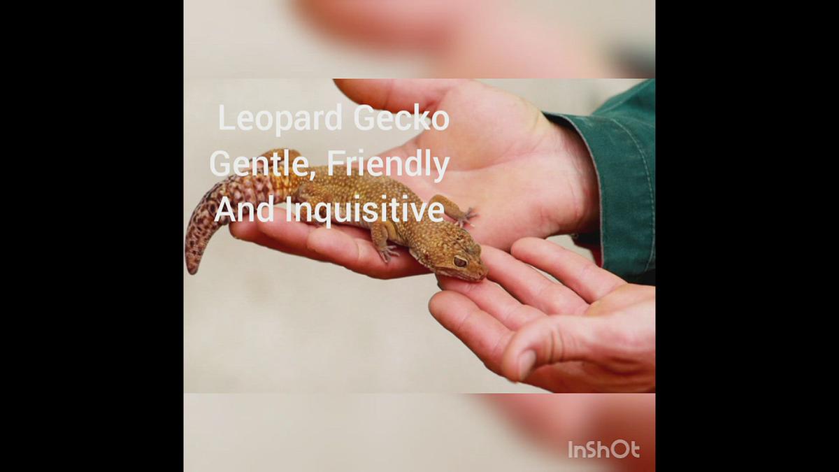 'Video thumbnail for Best reptiles for beginner keepers'