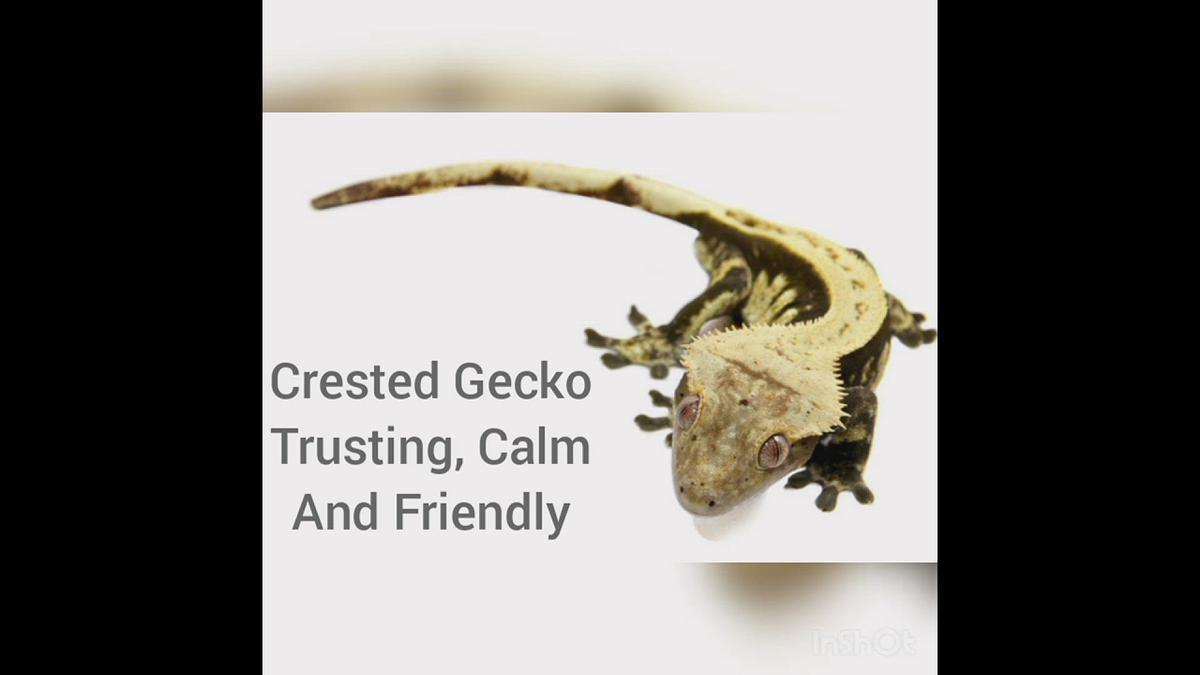 'Video thumbnail for Best Beginner Pet Reptiles To Buy'