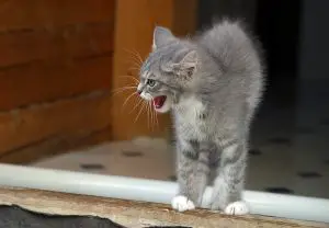 A photo of a scared cat