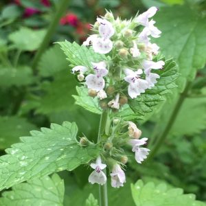 A photo of some catnip growing in the wild.