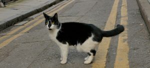 A photo of a cat near a road 