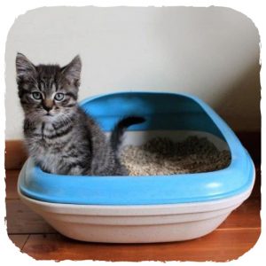 A cat using a litter box