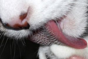 A photo of a cats tongue showing barbs