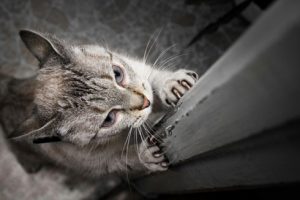 A photo of a cat sharpening its claws