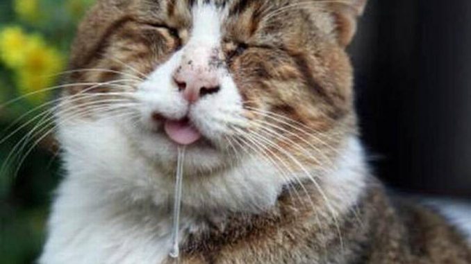 Drooling cat A photo of a cat dribbling