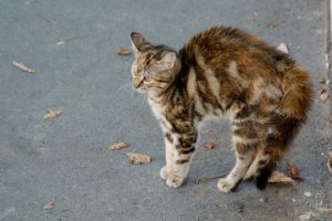 A photo of a cat showing fear