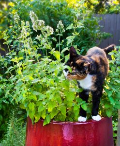 A cat sat near a catnip plant.