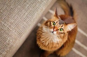 A photo of a cat gazing at its owner