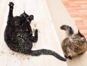 A cat rolling around in catnip.
