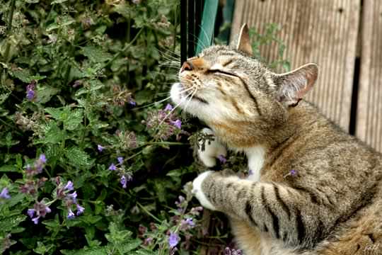 A cat running against a catnip plant.