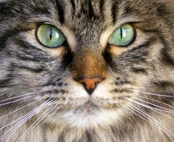 A photo of a cats eyes