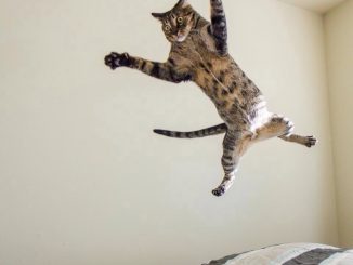A photo of a cat keeping someone awake