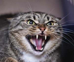 A photo of a cat looking aggressive