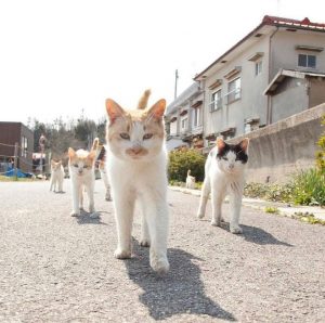 A photo of a gang of cats