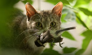 Cat with bird A photo of a cat with a dead bird