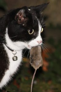 A photo of a cat with a mouse in its mouth