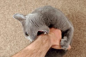 A photo of an angry cat