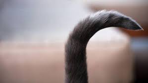 A close up photo of a cats tail