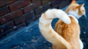 A photo of a cats tail looking relaxed