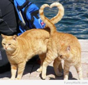 A photo of two cats showing their relaxed tails