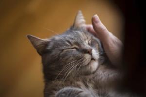 A photo of a cat purring