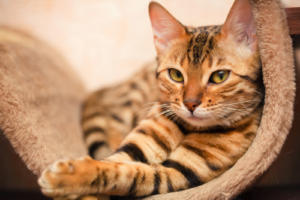 A photo of a relaxed looking cat