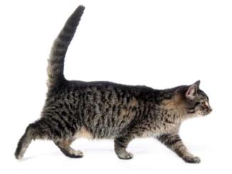 A photo of a cat and its tail