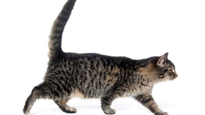 Why do cats have tails A photo of a cat and its tail