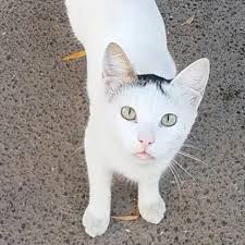A photo of a cat following its owner