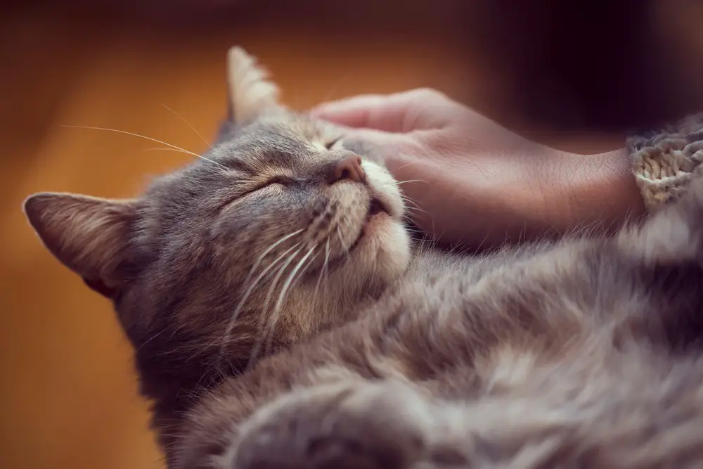 A photo of a cat purring