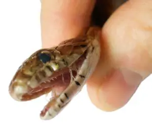 a photo showing a corn snakes teeth