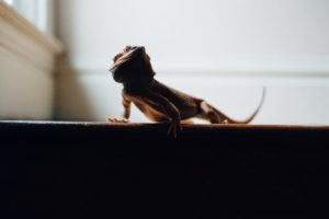 A photo of a bearded dragon stood on some stairs