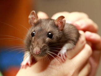 A pet rat being held