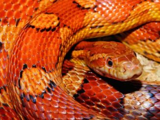 a photo of a corn snake