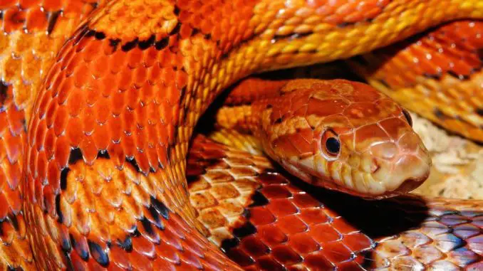 Corn snake photo1 a photo of a corn snake