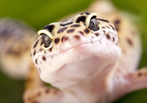A photo of a happy leopard geckos face