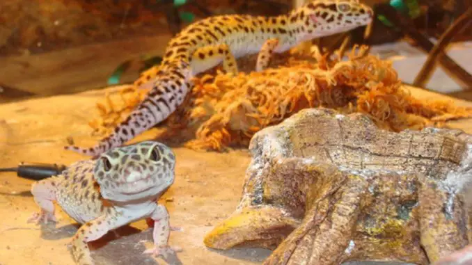 Two leopard geckos Leopard geckos housed together