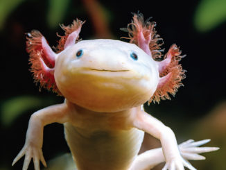 A photo of an Axolotl in a tank