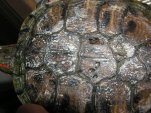 A photo showing a turtles shell that is rotting