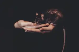 A photo of a rat being held in hands