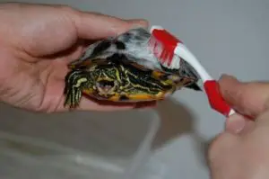 A photo of a slider turtle being cleaned of shell rot