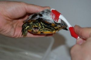 A photo of a slider turtle being cleaned of shell rot