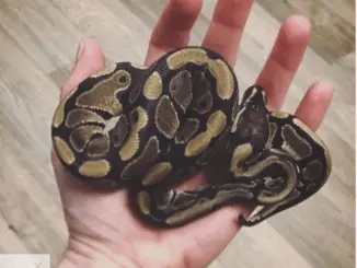 A photo of a ball python in my hand