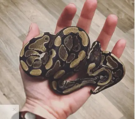 Ball python in hand A photo of a ball python in my hand