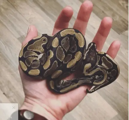 A photo of a ball python in my hand