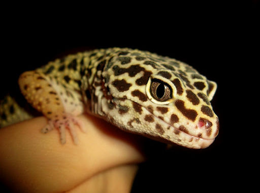 Leopard Gecko2 A leopard gecko being handled