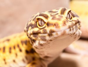 A photo of a leopard gecko head