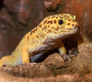 A leopard gecko in its tank
