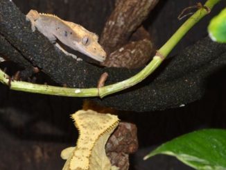 A photo of two geckos living together