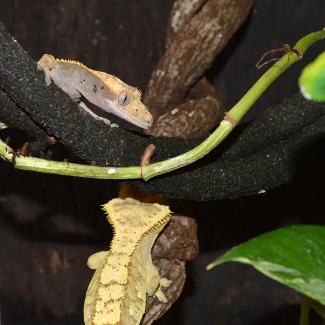 A photo of two geckos living together